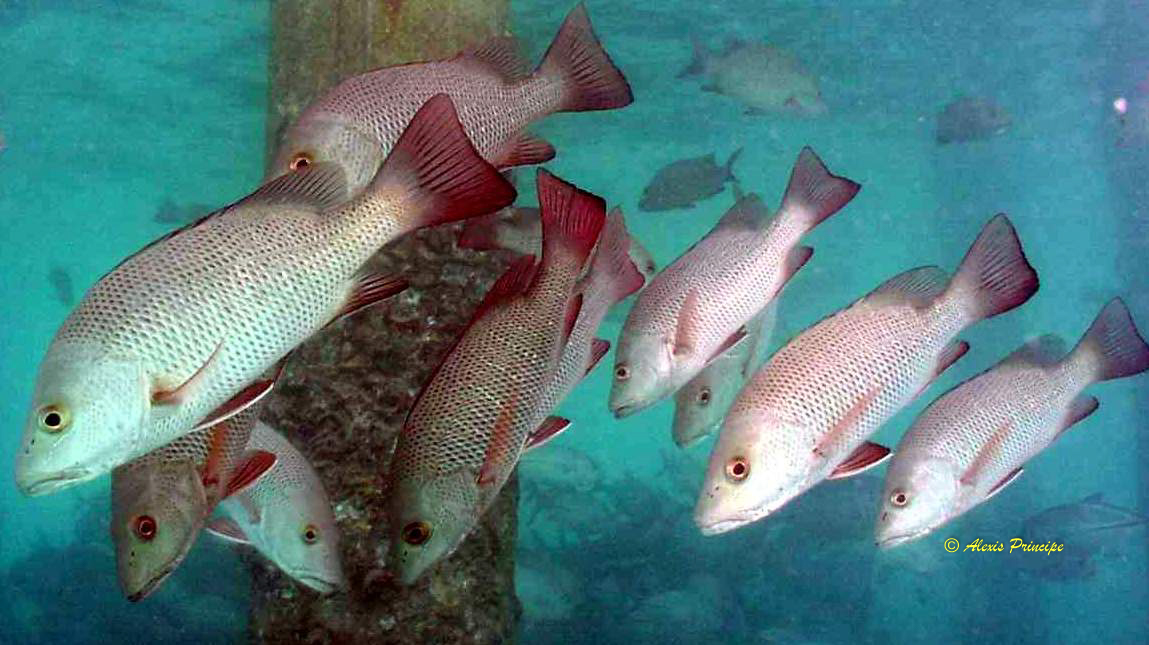 Lutjanus argentimaculatus