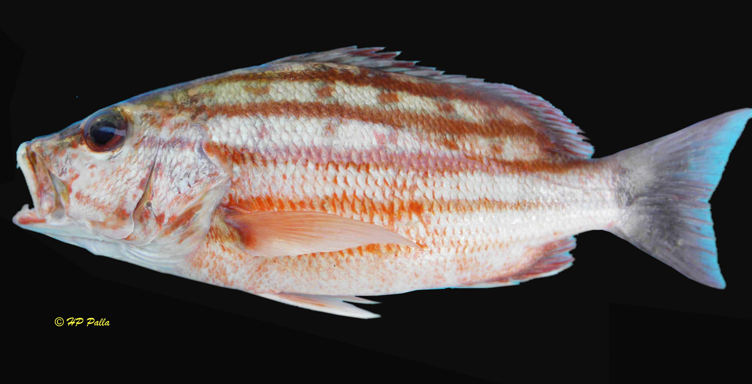 Lutjanus decussatus