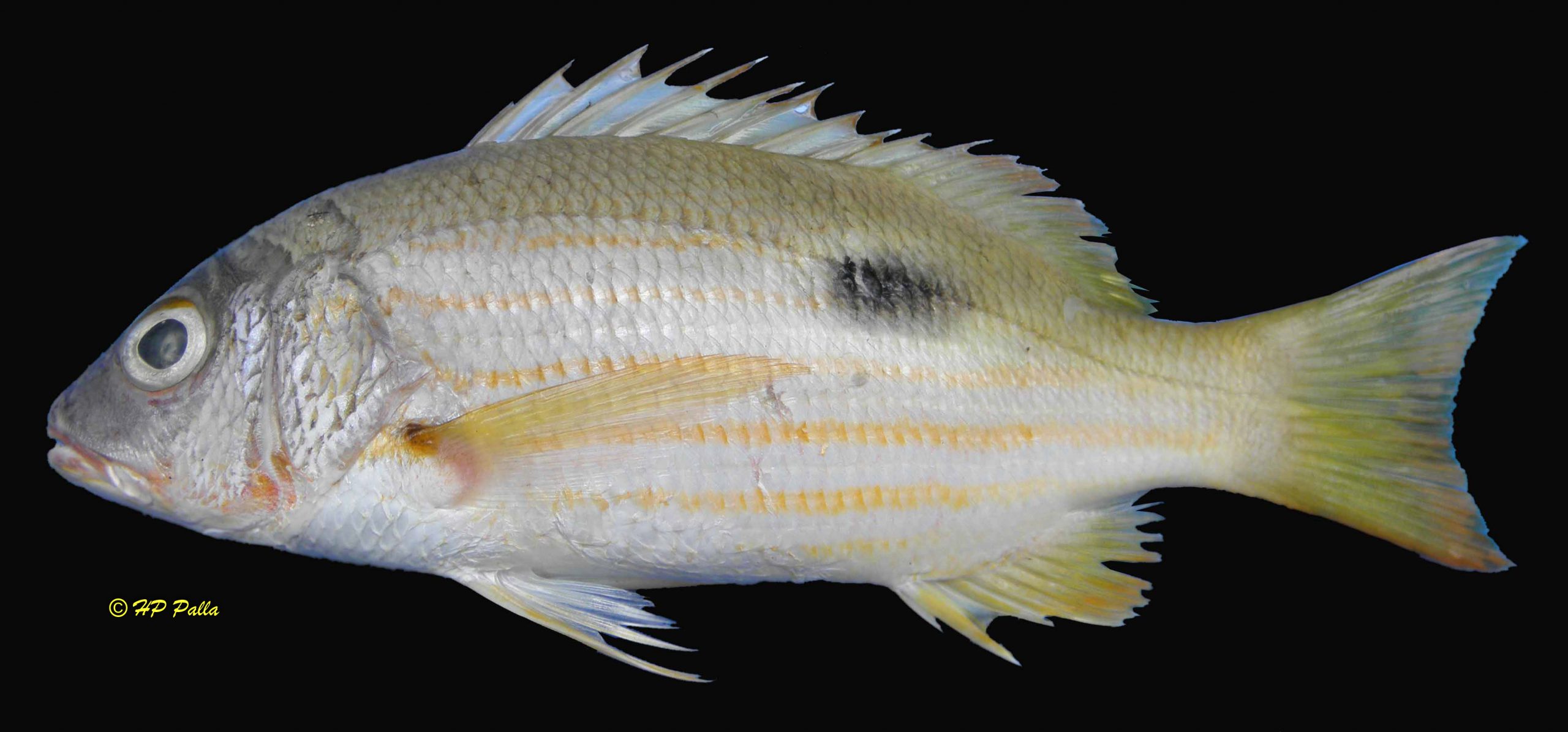 Lutjanus fulviflamma