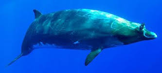 Mesoplodon densirostris