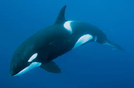 Orcinus orca