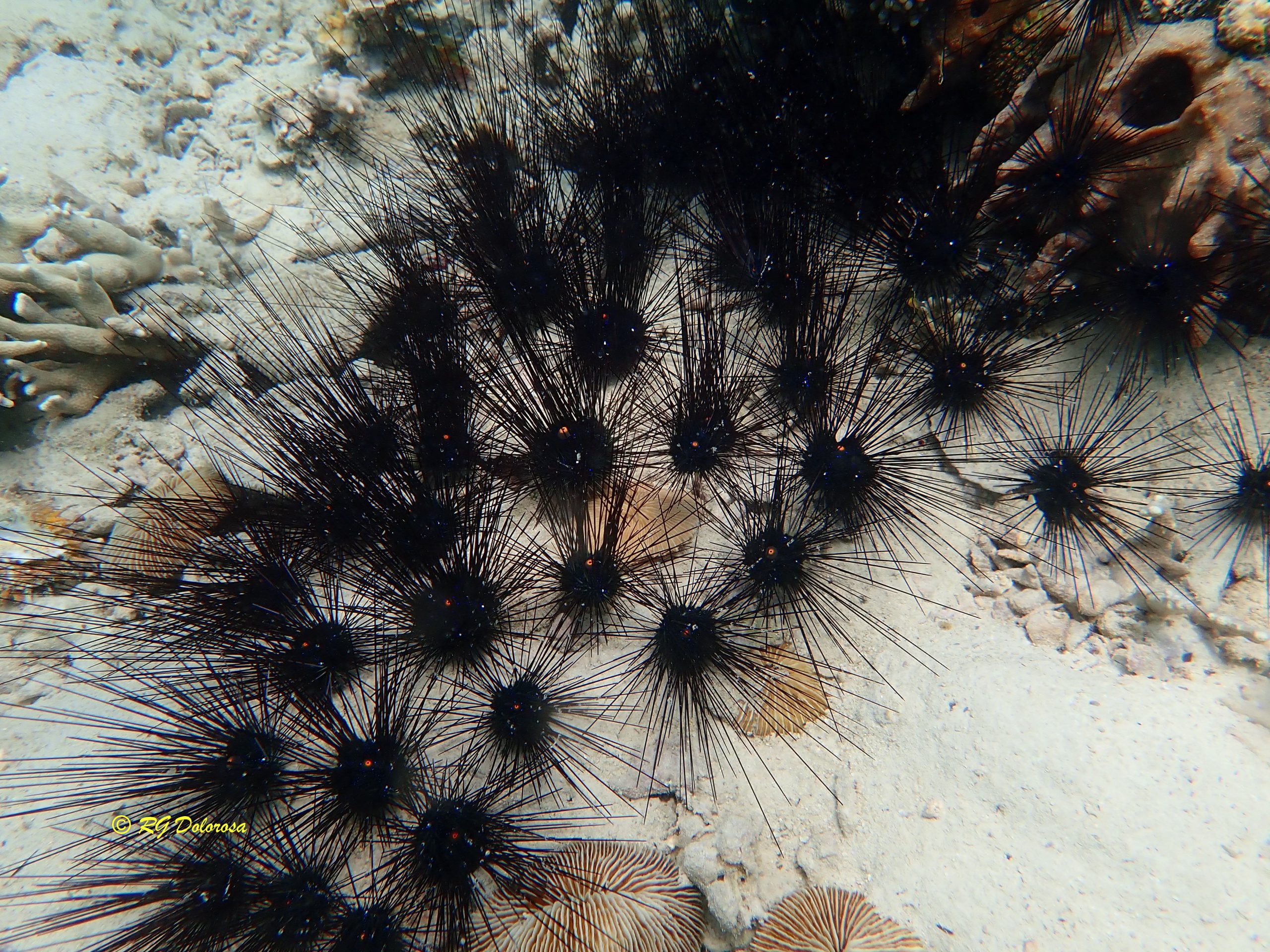 Diadema setosum