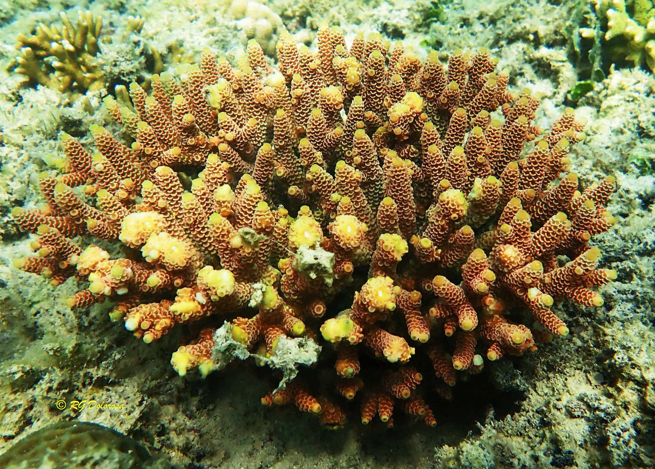 Acropora millepora