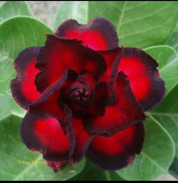 Adenium obesum