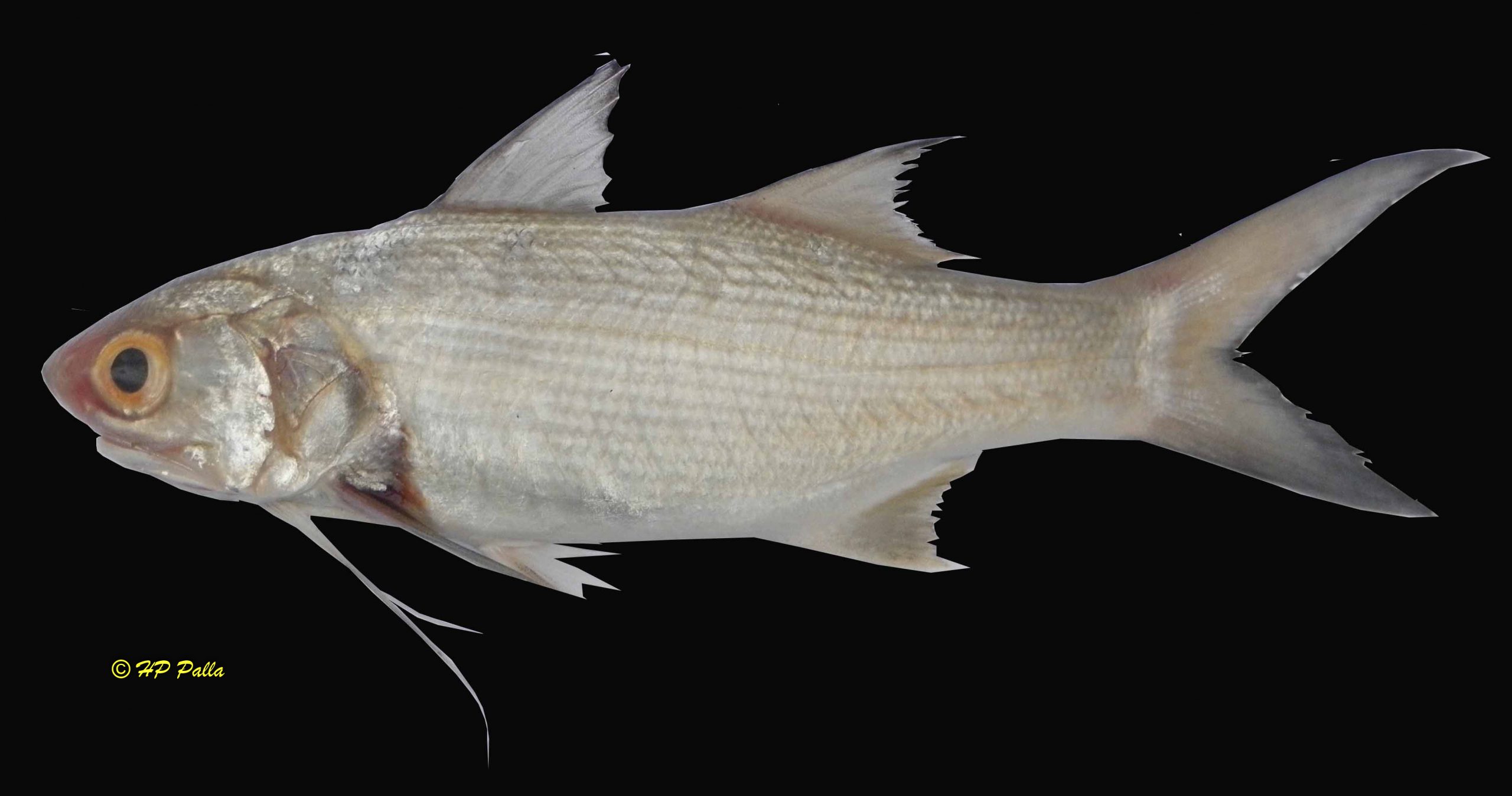 Polydactylus plebeius