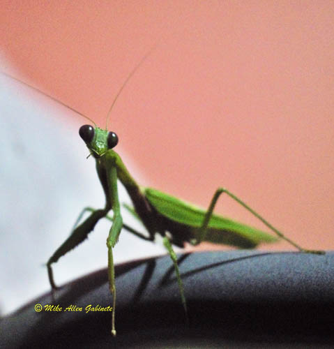Mantis