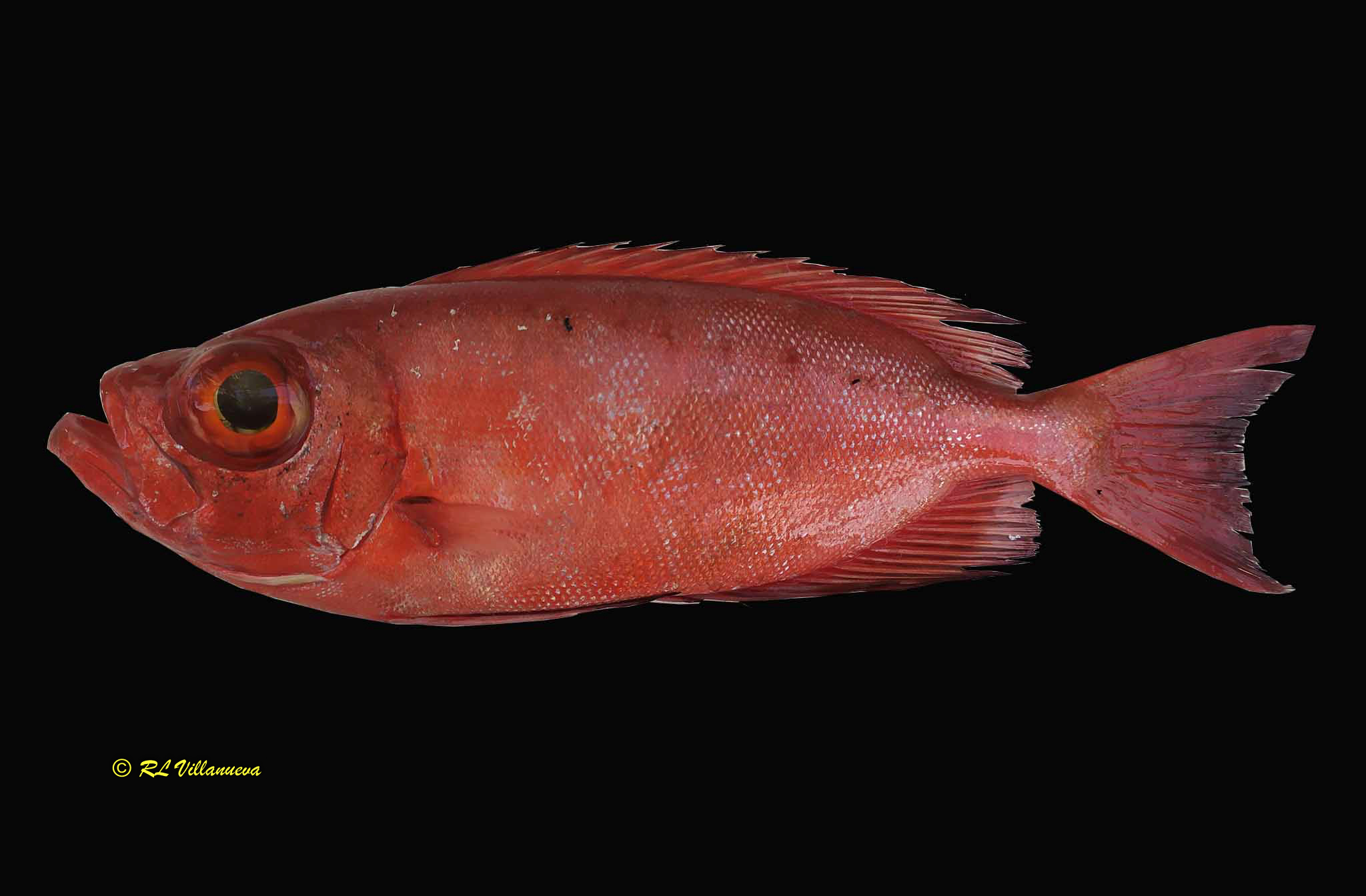 Priacanthus hamrur