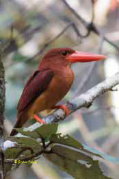 Halcyon coromanda