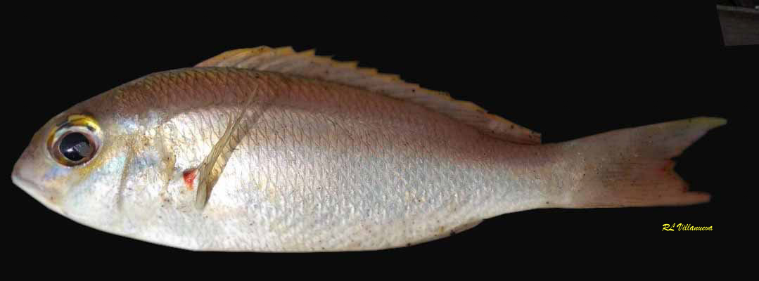 Scolopsis taeniopterus