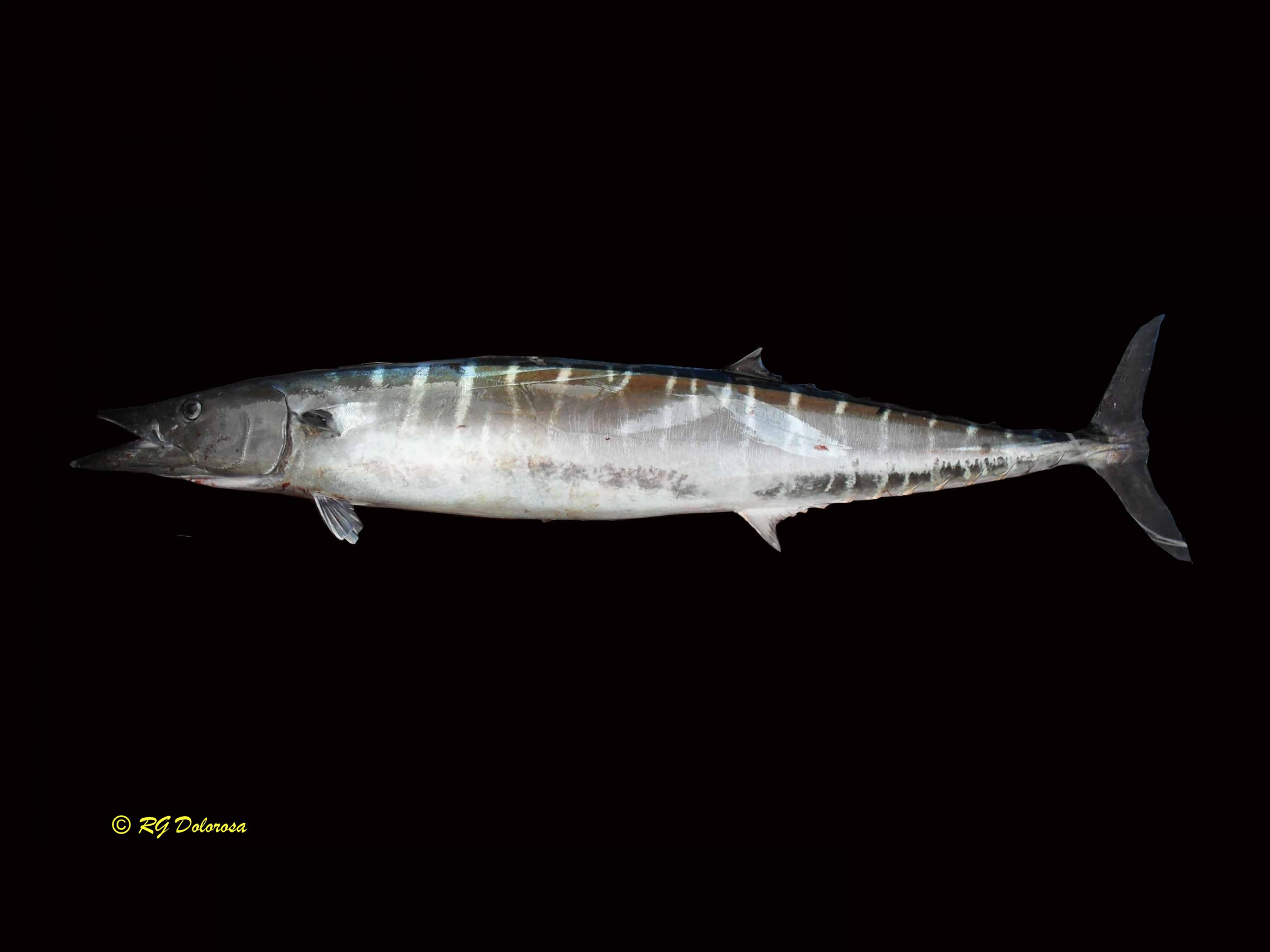 Scomberomorus commerson