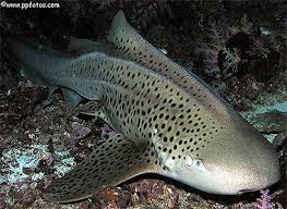 Stegostoma fasciatum