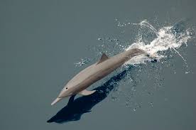 Stenella longirostris