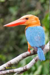 Pelargopsis capensis