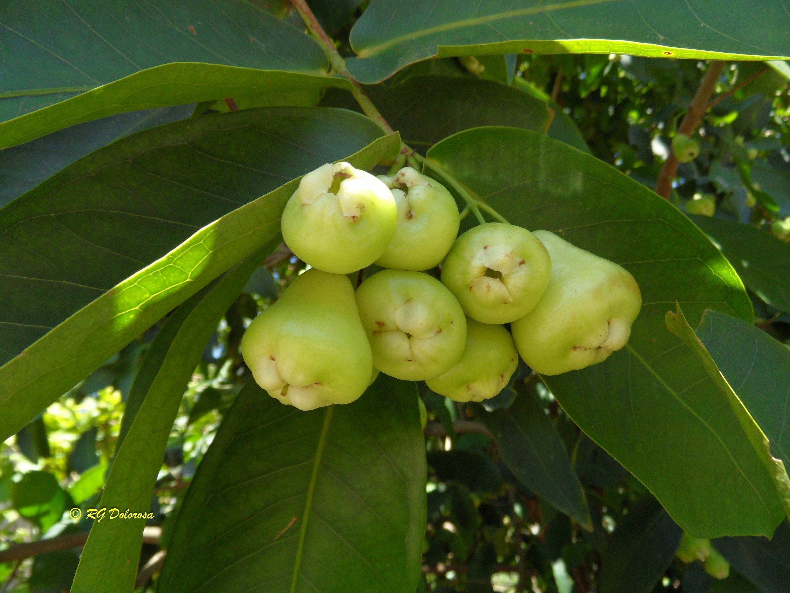 Syzygium samarangense