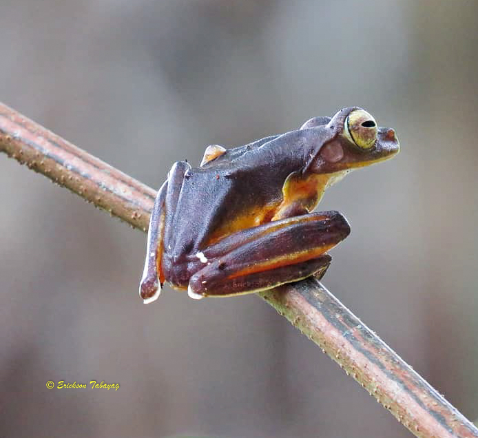 Rhacophorus pardalis