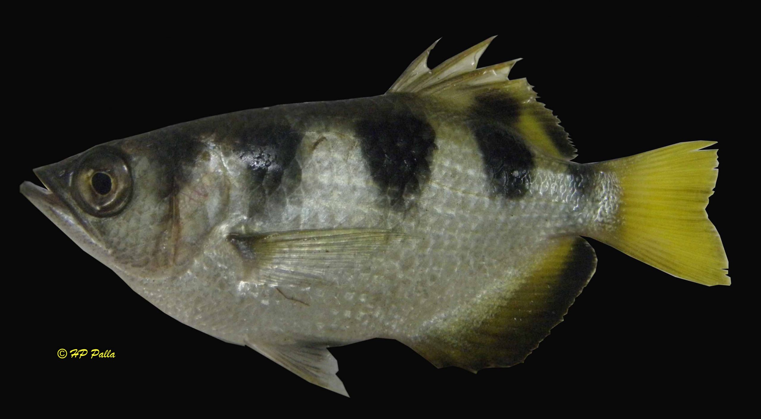 Toxotes jaculatrix