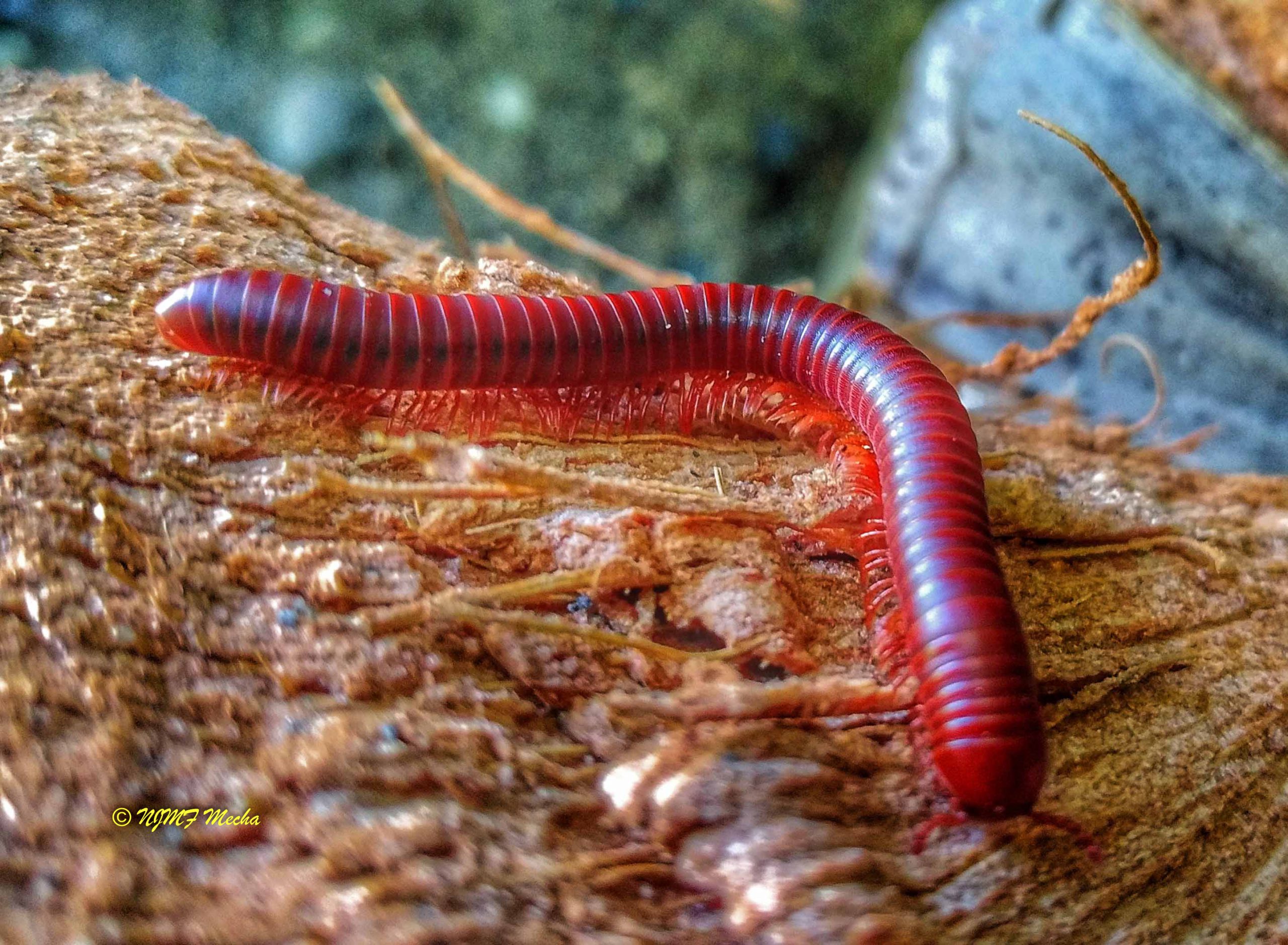 Trigoniulus corallinus