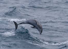 Tursiops truncates