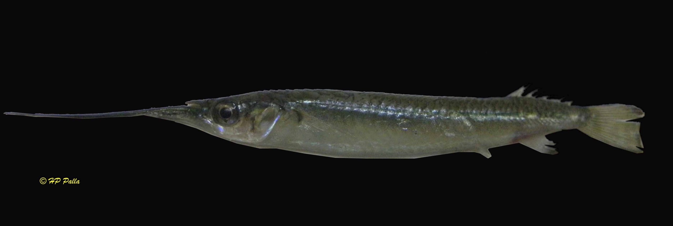 Zenarchopterus dispar