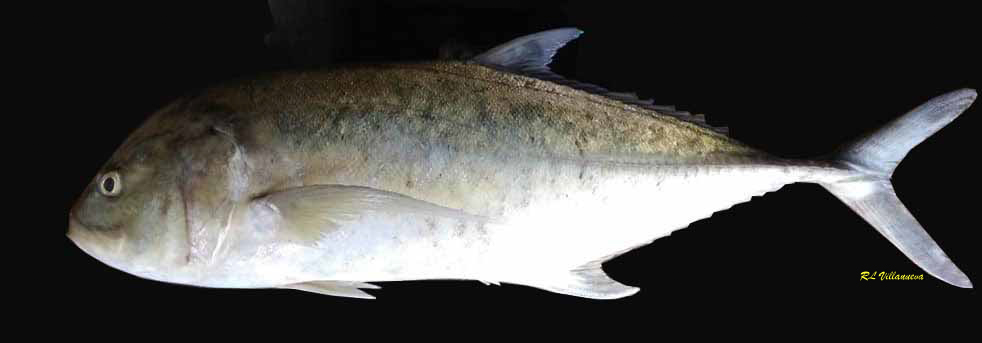 Caranx papuensis