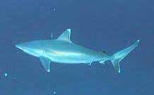 Carcharhinus albimarginatus