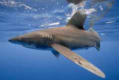 Carcharhinus longimanus