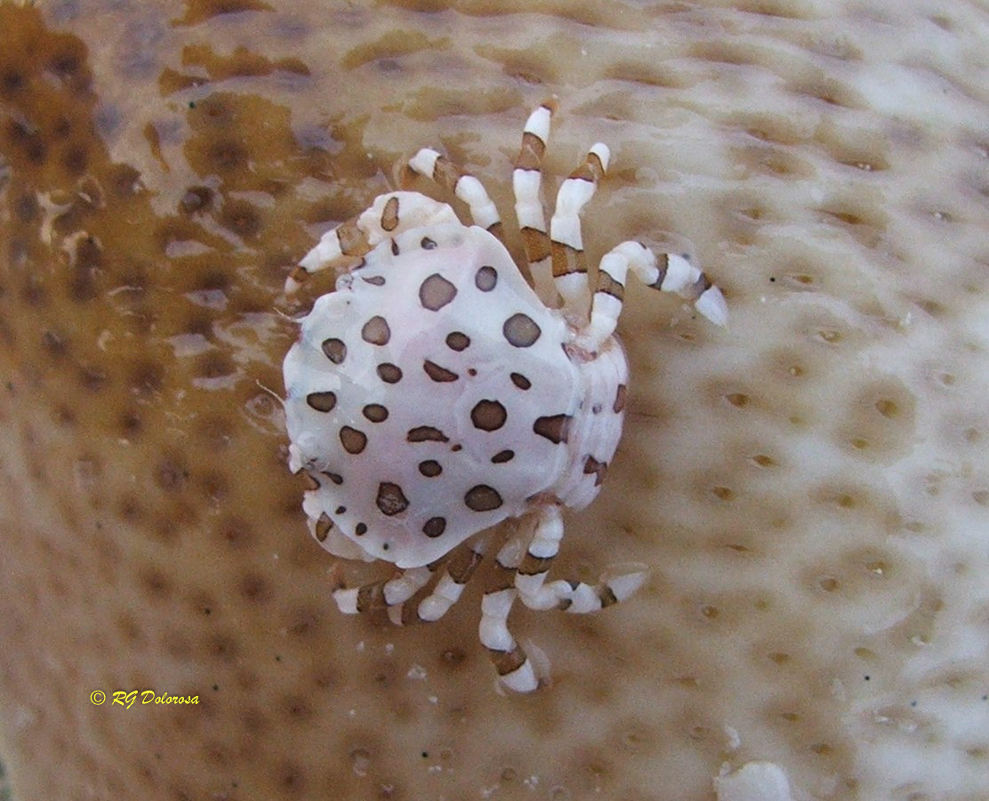 Lissocarcinus orbicularis