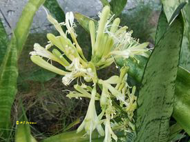 Dracaena trifasciata