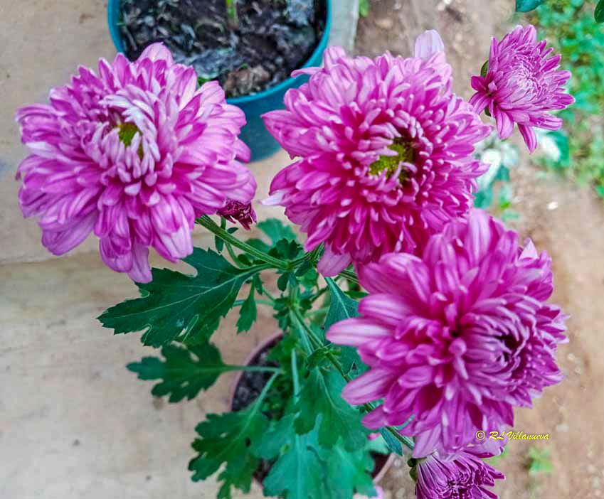Chrysanthemum indicum