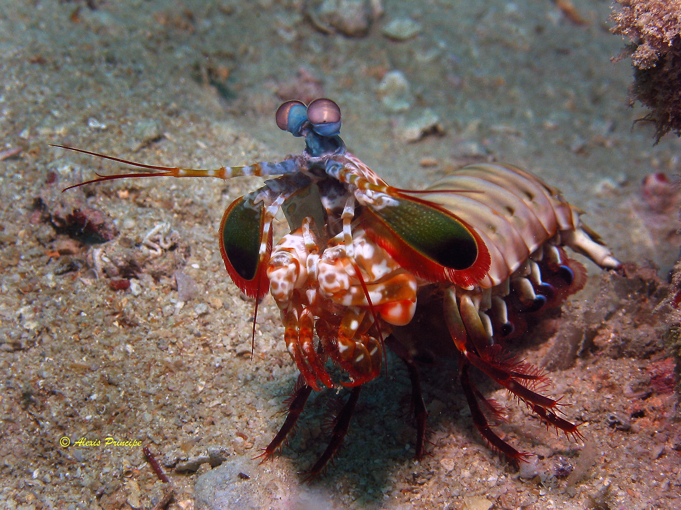 Mantis shrimp
