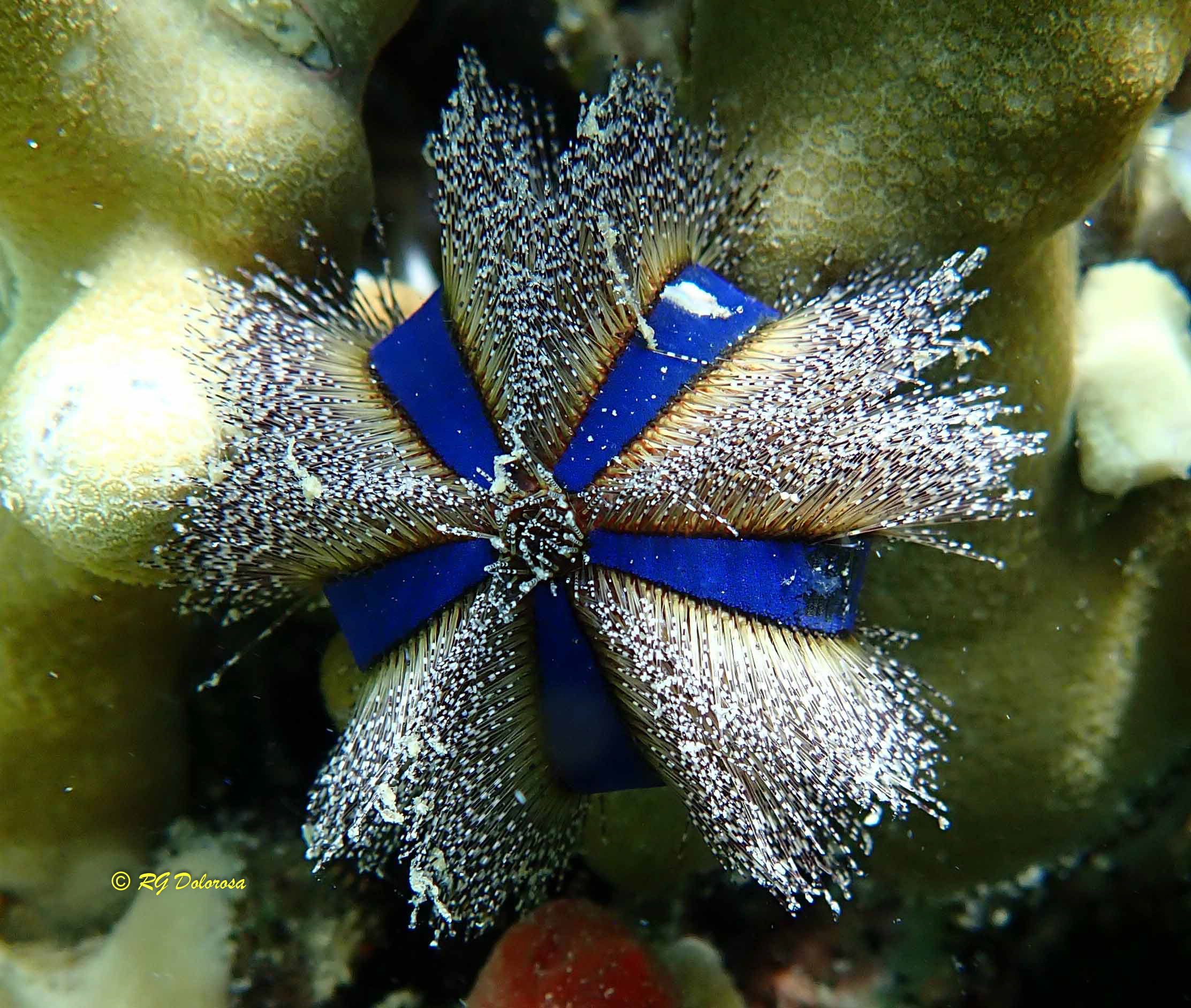 Mespilia globulus