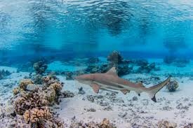 Carcharhinus melanopterus