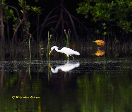 Bubulcus ibis