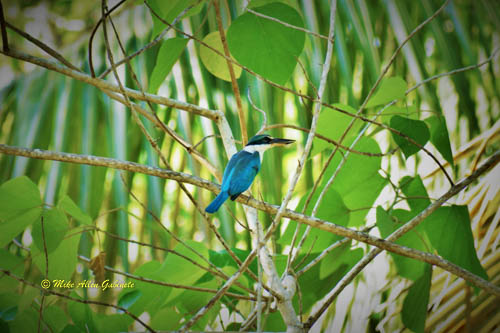 Todiramphus chloris