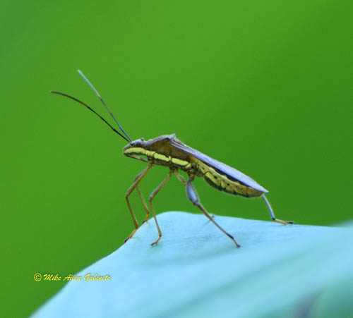 Leptocorisa acuta