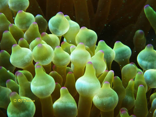 Entacmaea quadricolor
