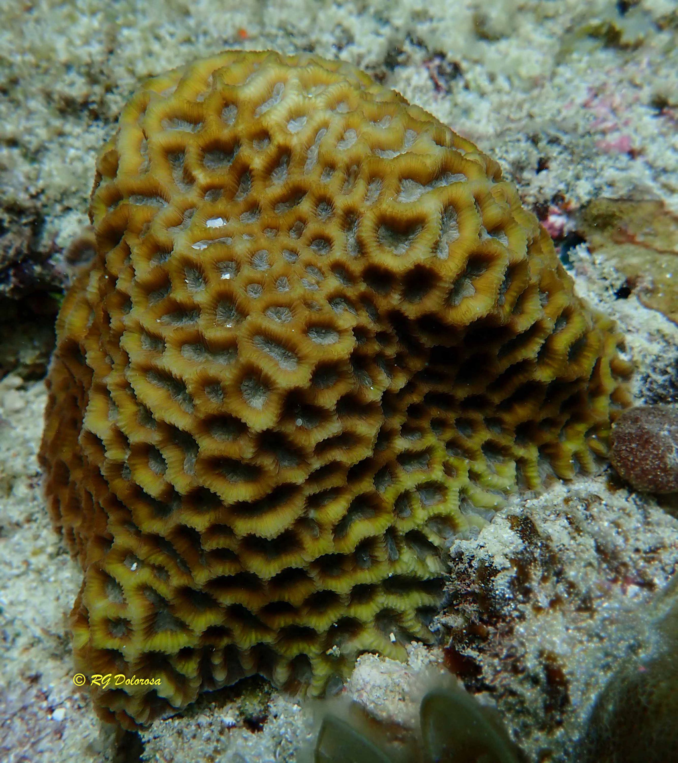 Goniastrea sp.