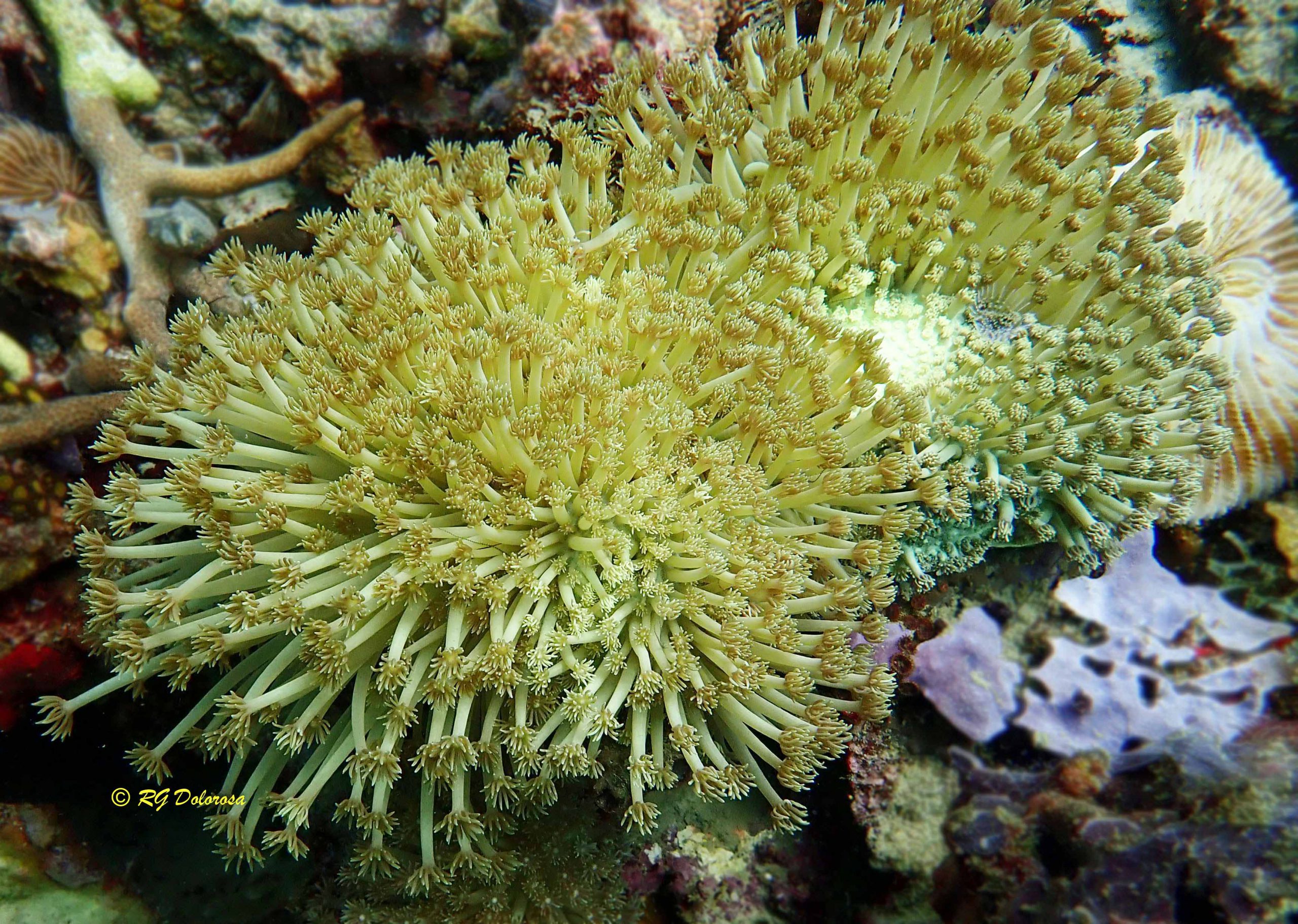 Goniopora sp