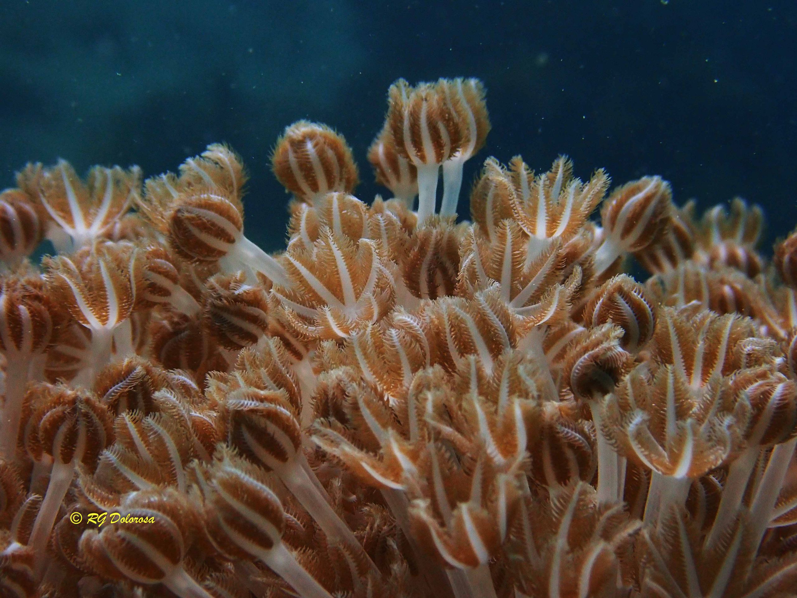 Heteroxenia sp.