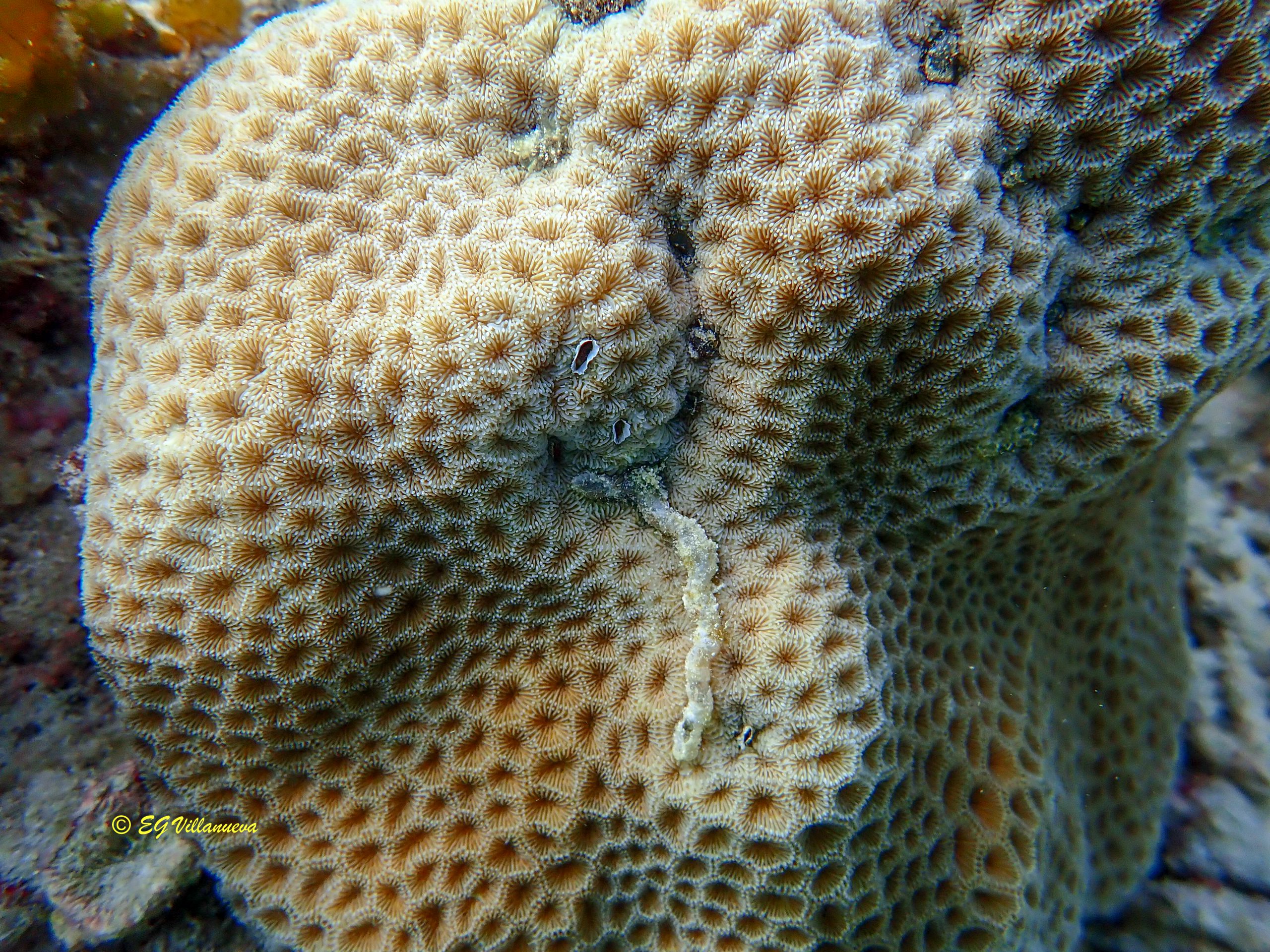 Pavona sp.