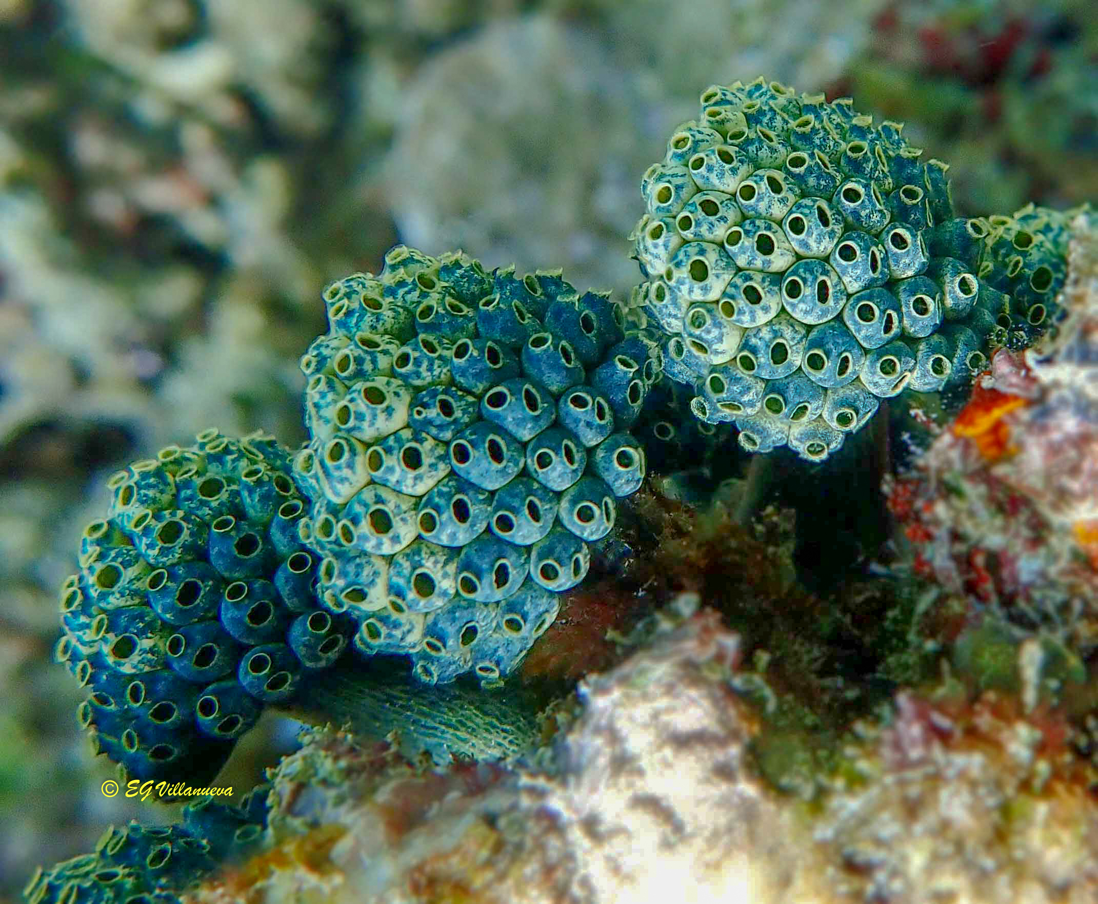 Nephtheis fascicularis