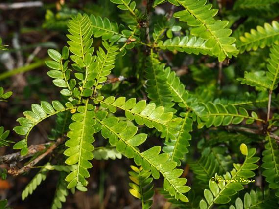 Phyllanthus balgooyi