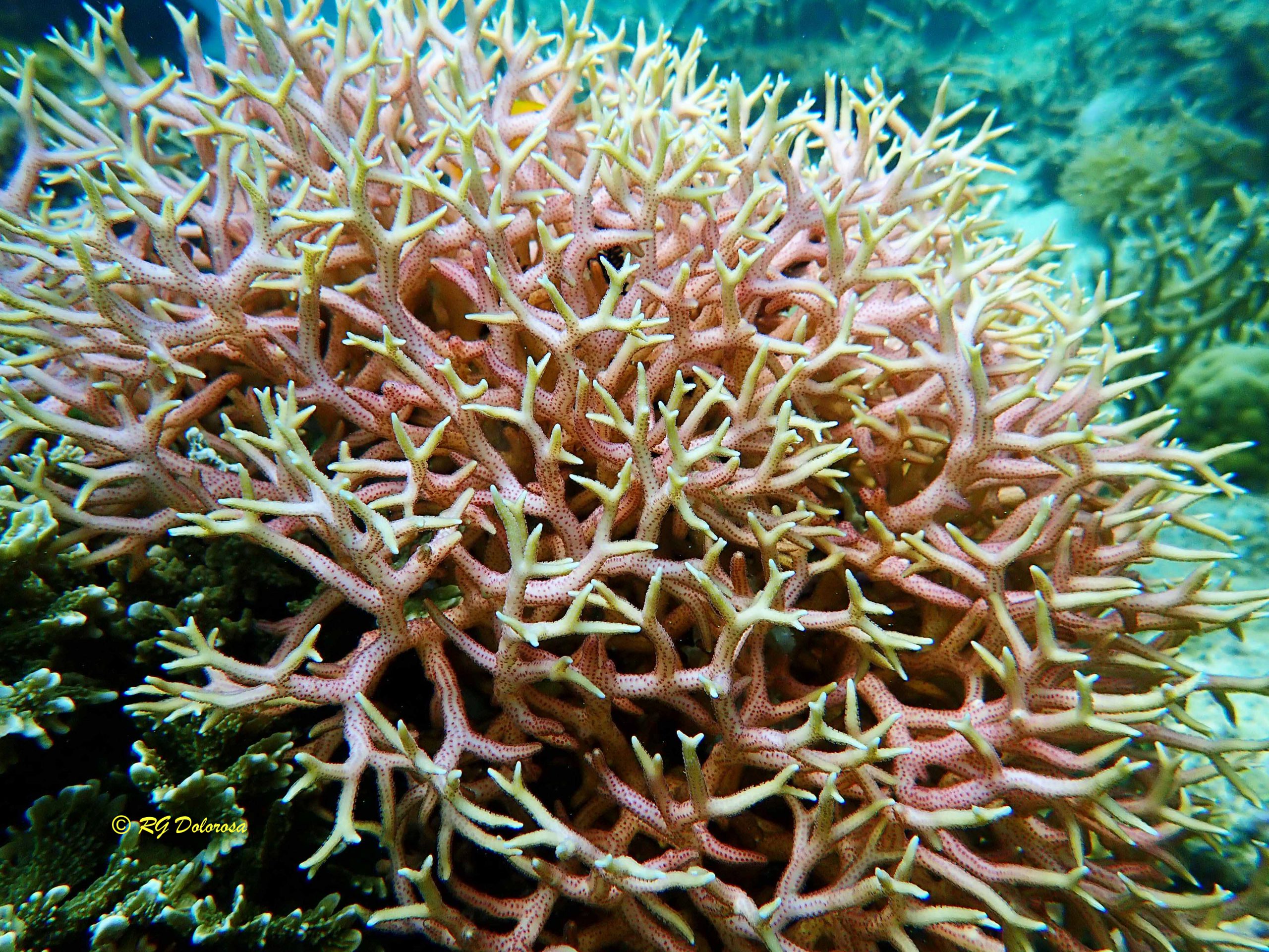 Seriatopora hystrix