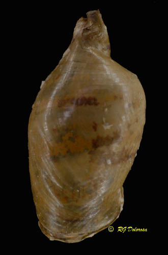 Shells