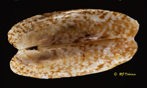 Ensiculus cultellus