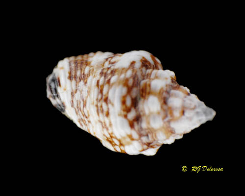 Shells