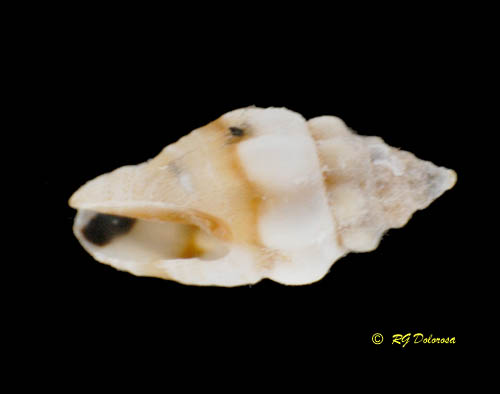 Shells