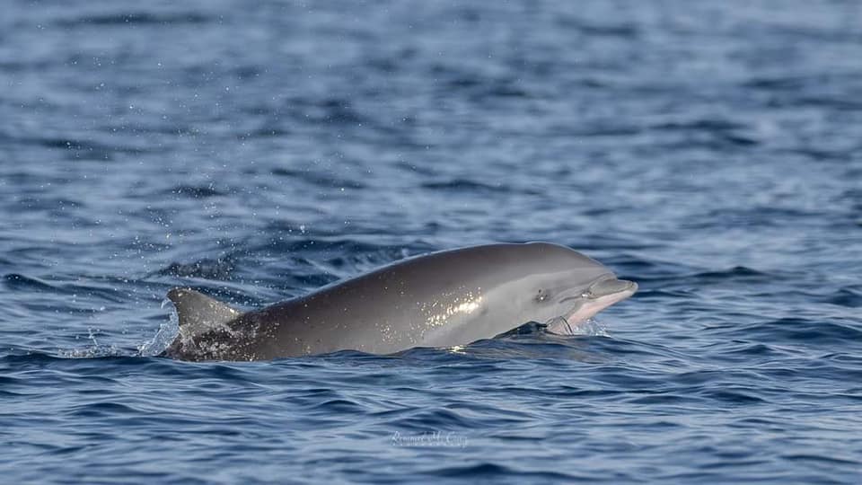 Globicephala macrorhynchus
