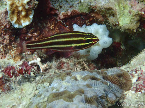 Ostorhinchus nigrofasciatus (Lachner, 1953)