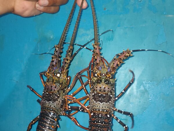 Panulirus longipes longipes